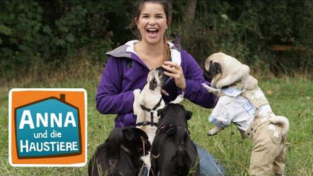 Video Mops | Information für Kinder | Anna und die Haustiere su italiano