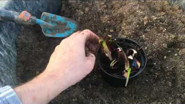 Video Invasare pianta di pontederia cordata, pianta palustre rustica dai fiori azzurri. en français