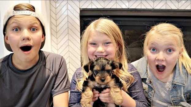 Video SURPRISING Our Kids With a PUPPY!! auf Deutsch