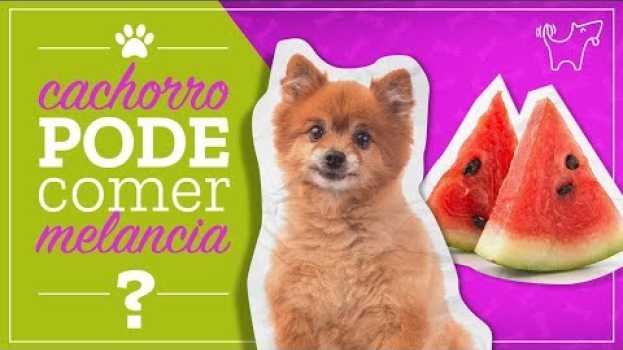 Video CACHORRO PODE COMER MELANCIA? VEJA O QUE OS ESPECIALISTA DIZEM auf Deutsch