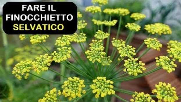 Video FARE IL FINOCCHIETTO SELVATICO en français