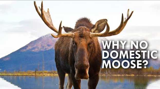Video Why Are There No Domestic Moose? auf Deutsch