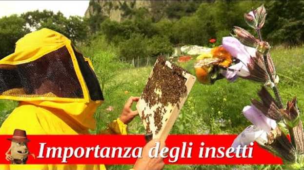 Video L'importanza dei fiori e degli insetti nell' orto em português