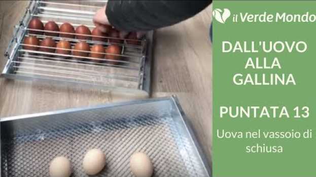 Video Trasferimento uova nel vassoio di schiusa "IN DIRETTA" |Dall'uovo alla Gallina | Puntata 13 en français
