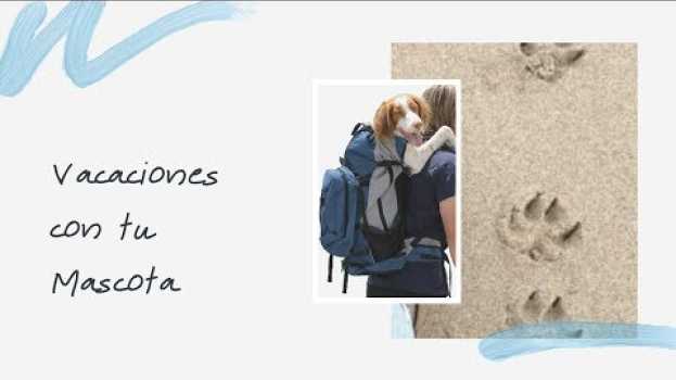 Video Donde Viajar con tu Mascota   cómo viajar con tu perro arriba del avión in English