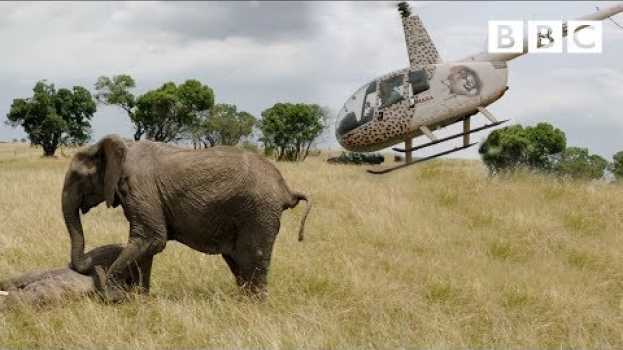 Video Elephants rescued by helicopter 🐘🚁 - Equator from the Air - BBC auf Deutsch