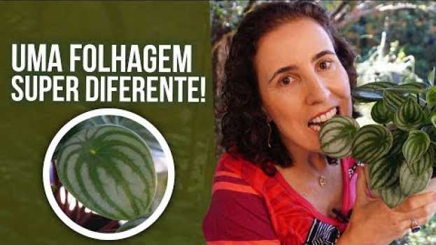Video TUDO SOBRE A PEPERÔMIA MELANCIA | Nô Figueiredo en español