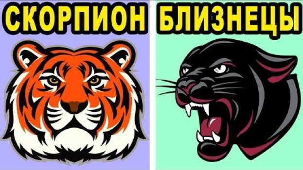 Video Какая Ты Кошка по Знаку Зодиака? Кто ты по Гороскопу из Семейства Кошачьих? su italiano