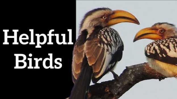 Video Birds Help Other Species - Interspecies Symbiosis en español