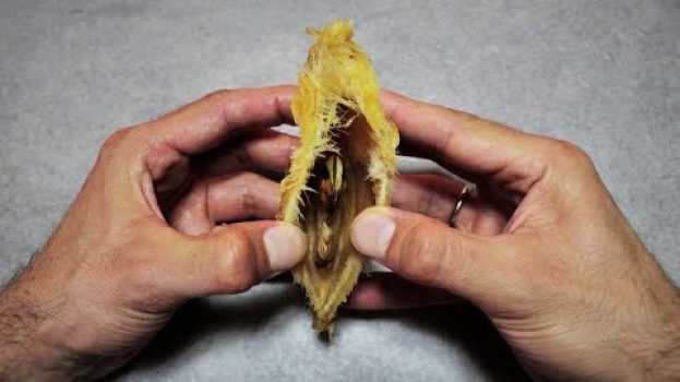 Video l' incredibile segreto del mango, come far nascere una piantina di mango dagli scarti del frutto auf Deutsch