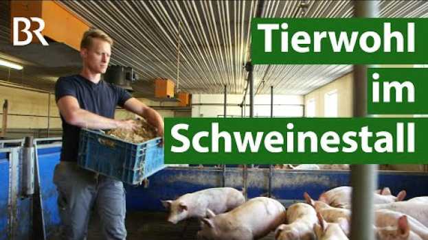 Video Mehr Tierwohl im Schweinestall – Beschäftigungsmaterial gegen die Langeweile  | Unser Land | BR su italiano