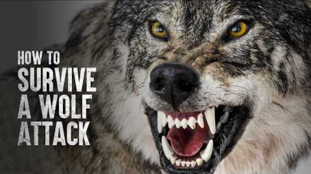 Video How to Survive a Wolf Attack   türkçe