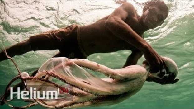 Video Estos primeros "nómadas del mar" humanos ahora están genéticamente adaptados para bucear   türkçe