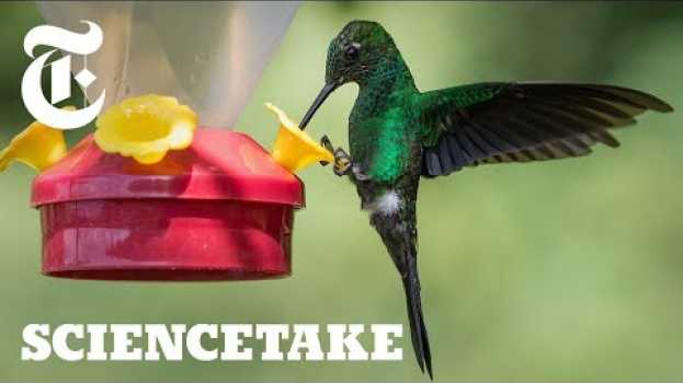 Video How the Hummingbird Wields Its Snake-Like Tongue | ScienceTake po polsku