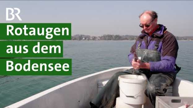 Video Neue Speisefische entdecken: Rotaugen aus dem Bodensee | Fischerei Doku | Unser Land | BR po polsku