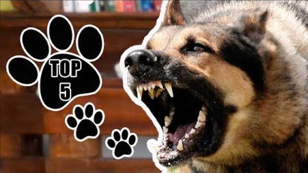 Video TOP 5 - As melhores raças de cães para guarda #treinamentodeguardaeprotecao   türkçe