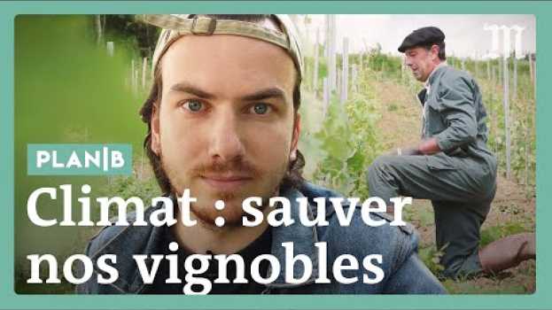 Видео Canicule : comment des viticulteurs français tentent de résister #PlanB на русском