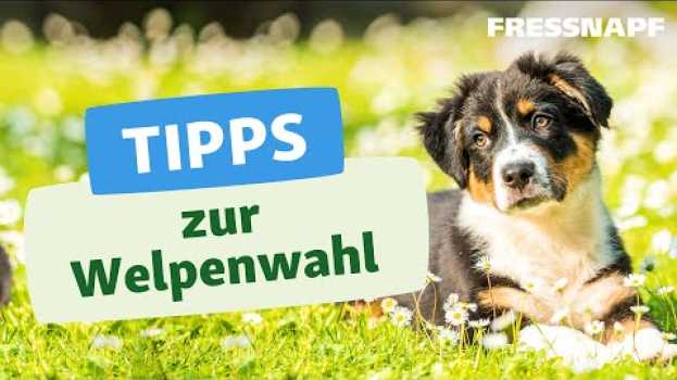 Video Welcher Hund passt zu mir? Unsere Tipps zur Welpenwahl   türkçe