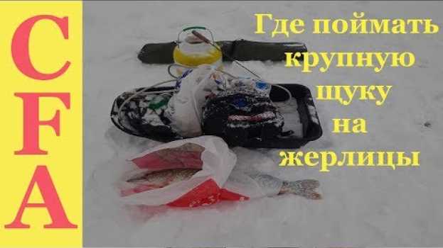 Video Где поймать крупную щуку на жерлицы   türkçe