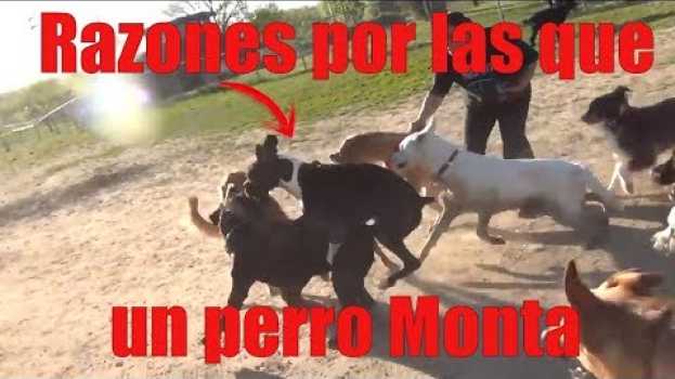 Video MOTIVOS POR LOS QUE UN PERRO PUEDE MONTAR A SU DUEÑO, A OTRO PERRO O COSAS in English