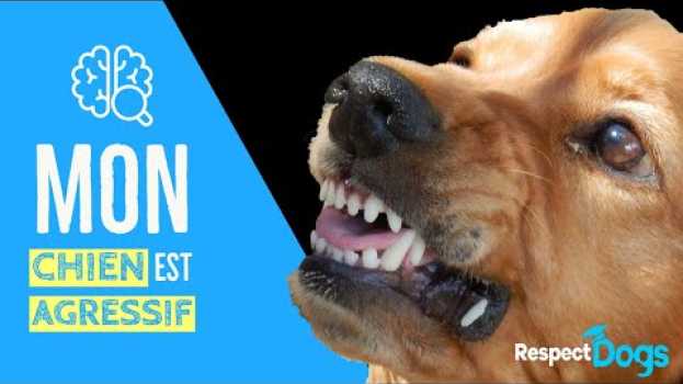 Видео POURQUOI UN CHIEN DEVIENT-IL AGRESSIF на русском