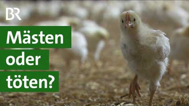 Video Mehr Tierschutz durch Bruderhahn-Aufzucht: Lohnt sich das Mästen von Bruderhähnen? | Unser Land | BR po polsku