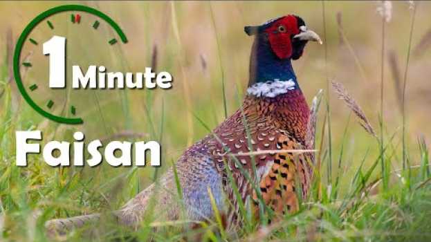 Video Une minute pour un oiseau : Faisan (faisan de colchide) - Yabalex em português