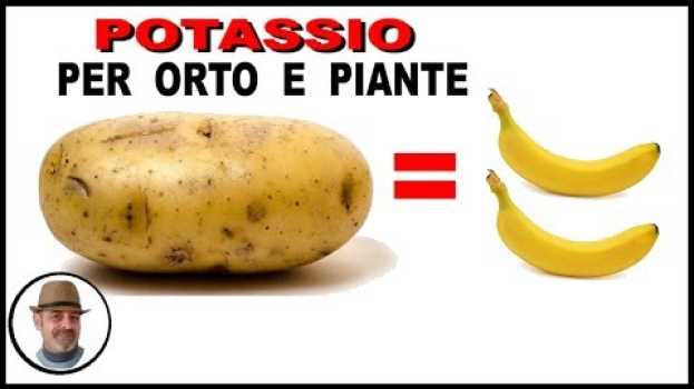 Video POTASSIO per piante DALLE PATATE, il doppio che dalle banane in English