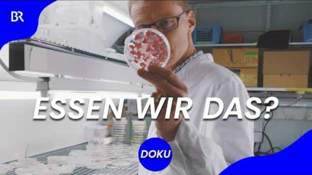 Video Wie wir in Zukunft essen – Lebensmittel aus dem Bioreaktor statt vom Acker? | beta stories | BR em português
