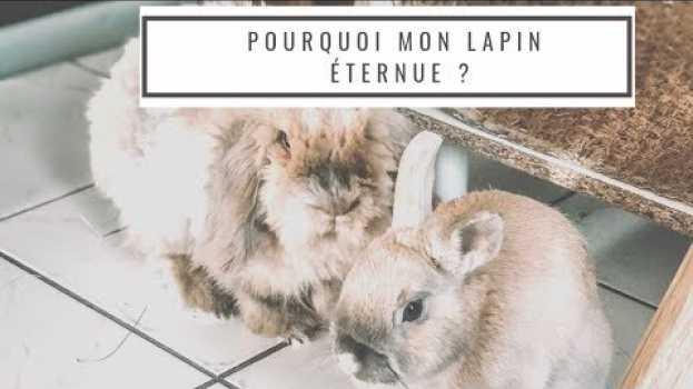 Video POURQUOI MON LAPIN ÉTERNUE ? su italiano