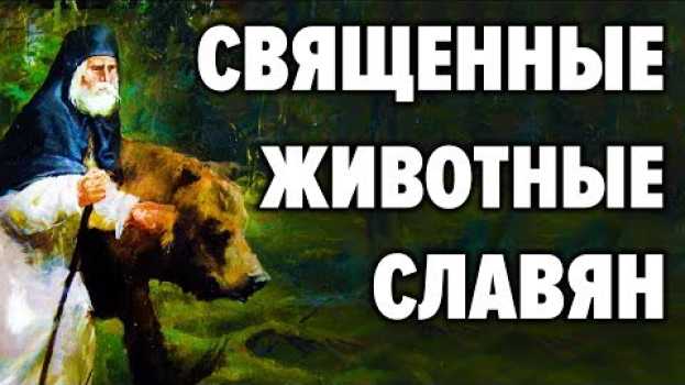 Video Сакральные животные у славян. Почему именно медведь символ нашей страны en español