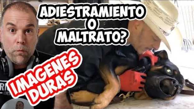 Video Otro que se Hace Llamar "ENCANTADOR DE PERROS" !!! BRUTAL su italiano