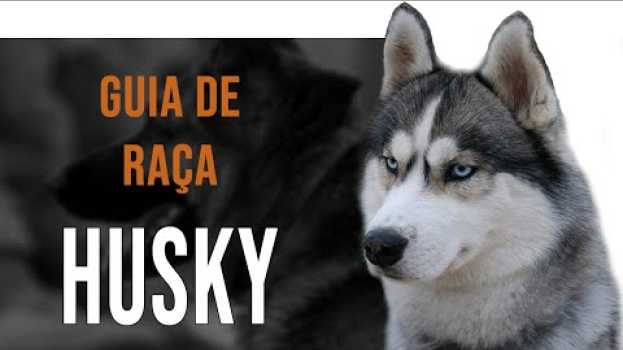 Video HUSKY SIBERIANO - Tudo sobre a raça po polsku