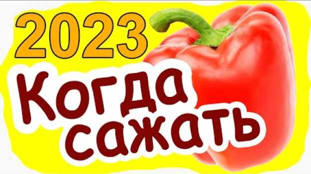Video Когда сажать Перец на рассаду в 2023 году   türkçe