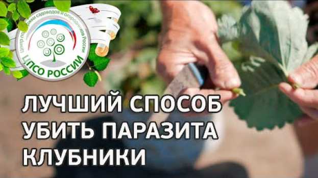Video Как бороться с нематодой на клубнике. Почему сохнут кусты клубники, земляники. em português