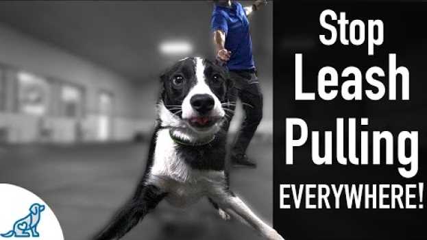 Видео How To Teach Your Dog Not To Pull On The Leash, EVER! на русском