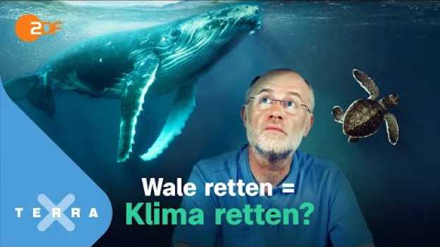 Video Tote Wale sind gute Wale! | Leschs Kosmos | Harald Lesch po polsku