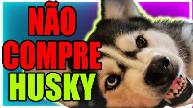 Video Você vai se arrepender de comprar um Husky se não ver isso in English