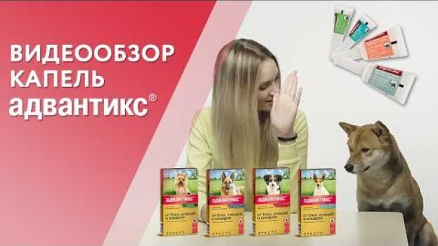 Video Капли Адвантикс от клещей, блох и комаров. Видеообзор от производителя   türkçe
