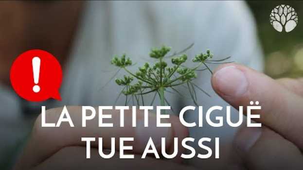 Video Pas touche à la petite ciguë : elle tue aussi ! en español