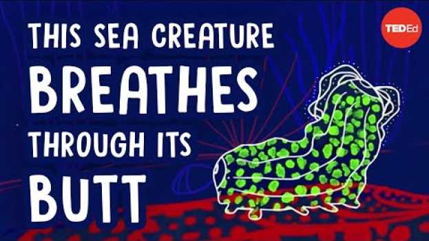 Video This sea creature breathes through its butt - Cella Wright su italiano