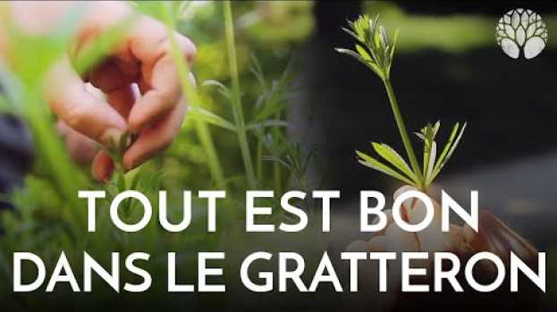 Video Tout est bon dans le gratteron in English
