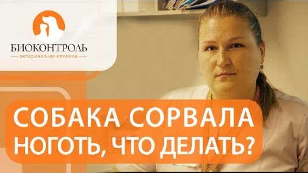 Video 🐾 Как обработать рану, если собака сорвала ноготь. Как обработать рану собаке. 12+ em português