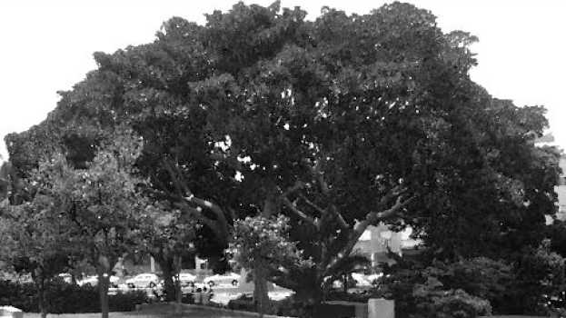 Video "A Tree Grows in Brooklyn" | 60second Book Review su italiano