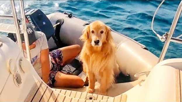 Video 131 | E agora CÃOZINHO ? - Sailing Around the World po polsku