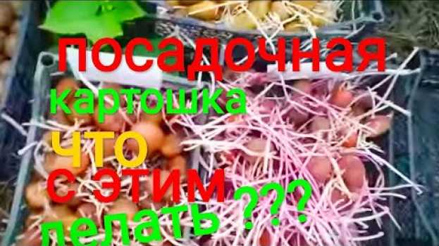 Video ПОСАДОЧНАЯ КАРТОШКА ПЕРЕРОСЛА????? Что делать? Предподготовка посадочной картошки. po polsku