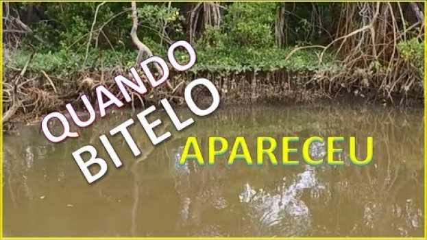 Video QUANDO MENOS SE ESPERA, O BITELO APARECE! Pescaria de Robalo no Mangue. su italiano