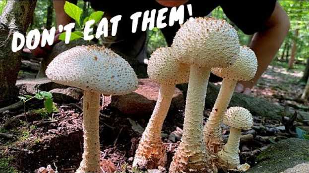Video 7 Common Poisonous Mushrooms You Should Know en español
