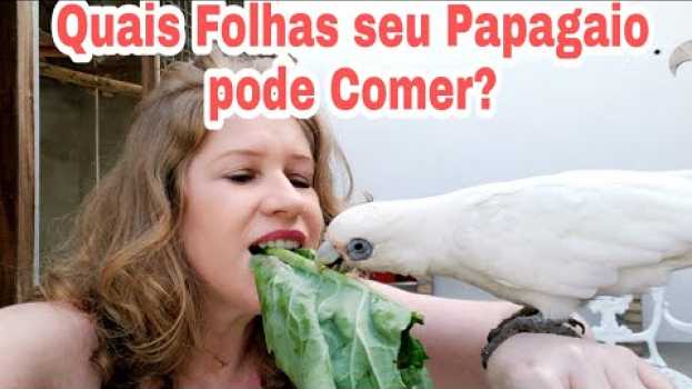 Video Quais Folhas seu Papagaio Pode Comer? su italiano