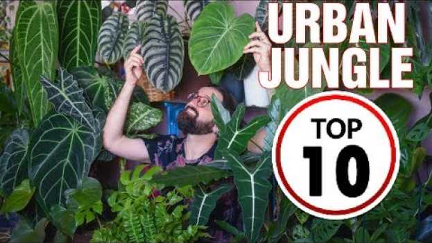 Video 10 dicas para sua URBAN JUNGLE en français